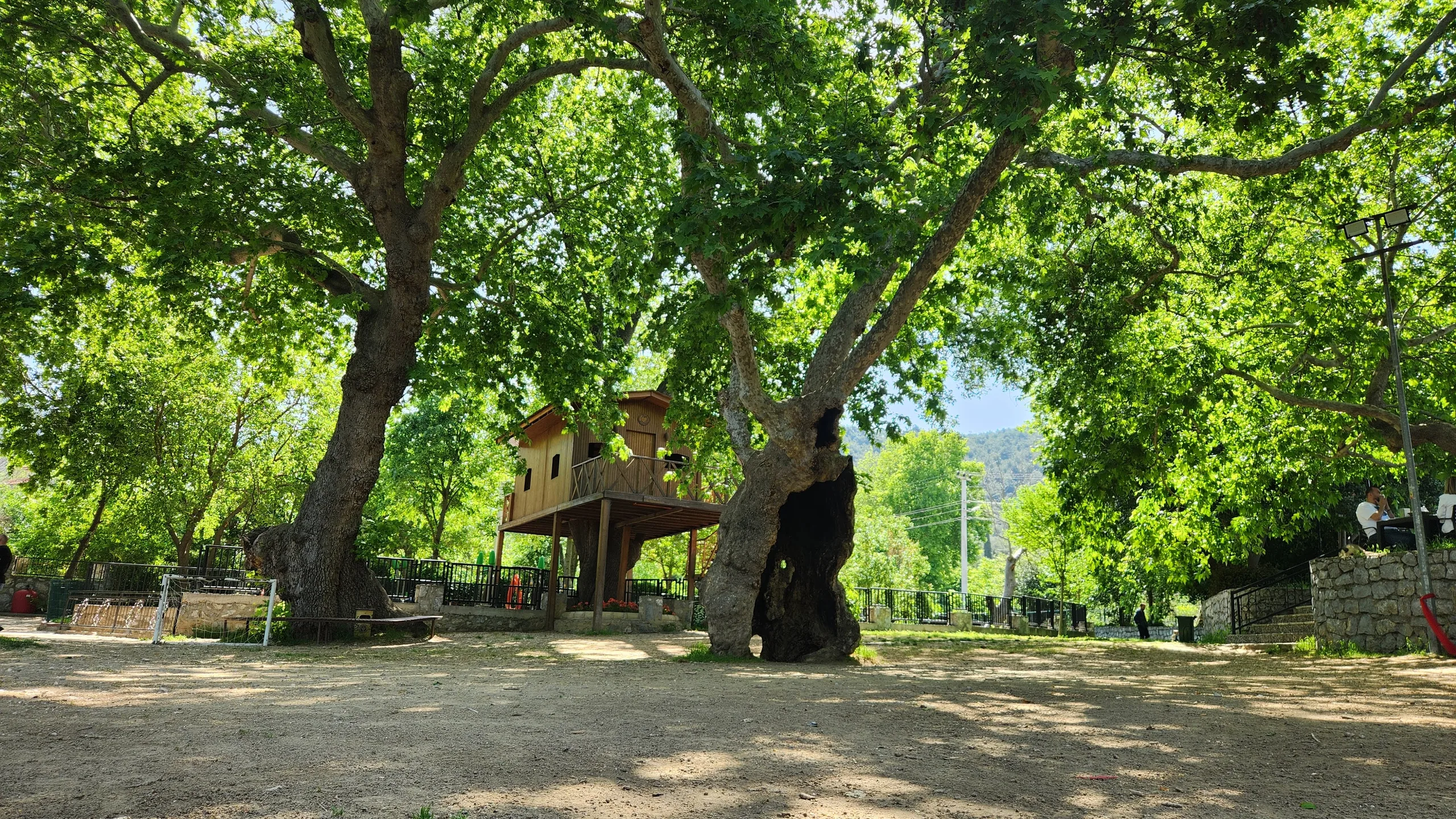 Buca Dere Kafe asırlık çınar ağacı ve ağaç ev alanı